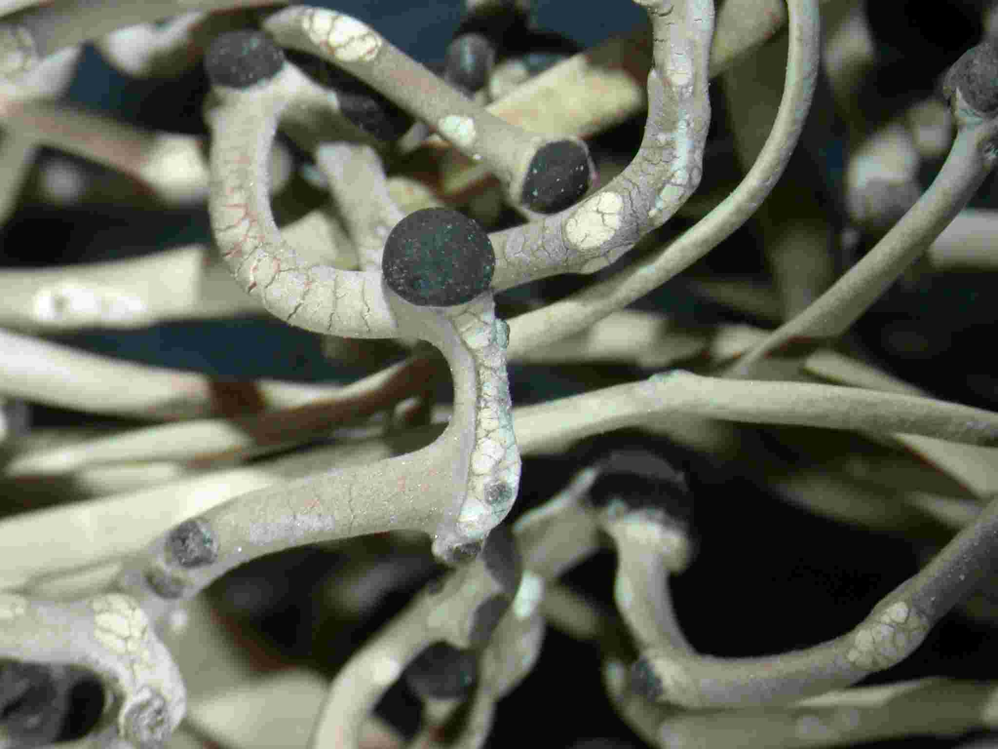 [Roccella allorgei]